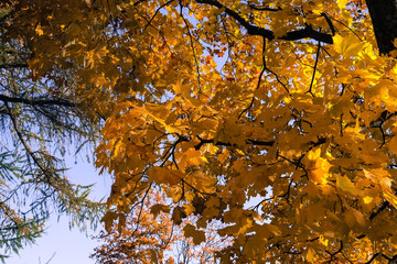 yellow maple leaves, golden autumn