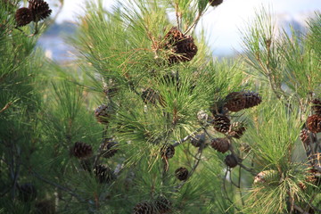 pine cone on tree