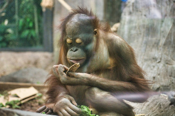 BORNEAN ORANGUTAN Baby. Young PONGO PYGMAEUS PYGMAEUS infant monkey. Playing, eating, foraging without parent. Isolated baby monkey. Small colorful orangutan