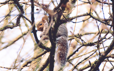 lone squirrel on a tree branch shyly looking downwards 