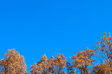 background - yellow tree leaves and blue sky