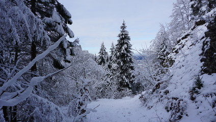 Wald im Winter