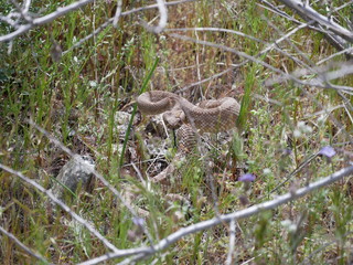 Hissing Coiled Rattlesnake