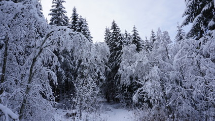 Ast mit Schnee im Winter
