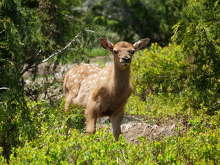Deer Fawn in Forest