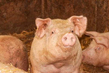 glückliches Schwein