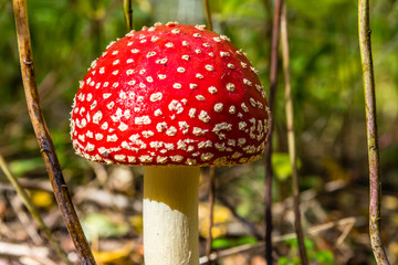 red toadstool in the woods © Piotr_Kardas