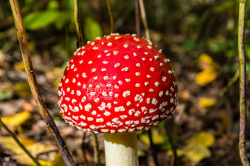 red toadstool in the woods © Piotr_Kardas
