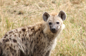 Close up of a spotted Hyena or hyaena at the Masai Mara National Reserve, Kenya, Africa.