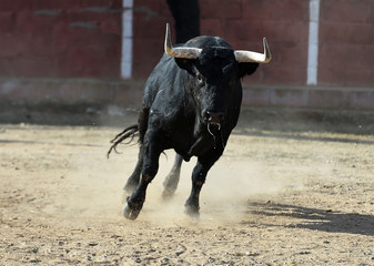 toro bravo espa&ntilde;ol en plaza de toros