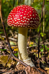 red toadstool in the woods