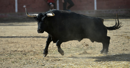 toro bravo español en plaza de toros