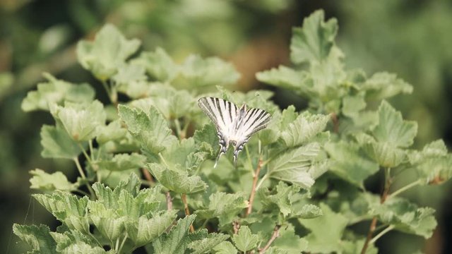 White butterfly with black stripes also known as Protographium marcellus or zebra swallowtail, fly away.