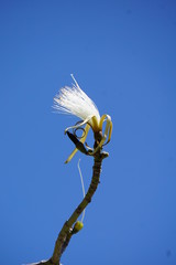 Bl&uuml;te im Himmel