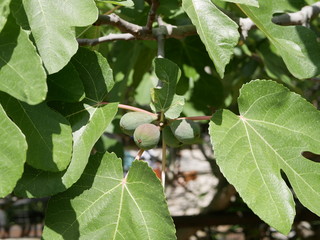 Fototapeta premium Green Fig berries on a branch with leaves on a Sunny summer day. Tropical fruits on the branches. Vegetarian food.