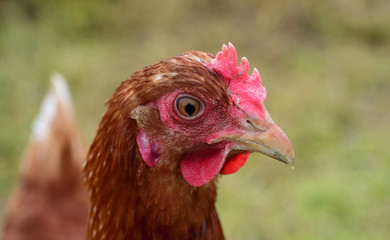 Side portrait of a brown chicken in front of a green meadow outside