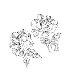 Vector Rose floral botanical flowers. Black and white engraved ink art. Isolated rose illustration element.
