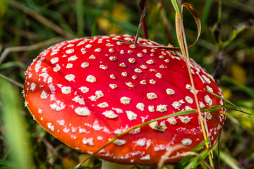 red toadstool in the woods