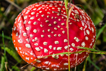 red toadstool in the woods © Piotr_Kardas