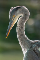 gray heron