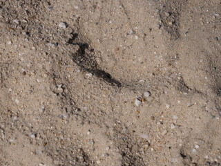 Sand Background Texture