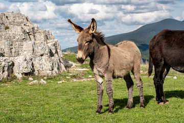 Donkeys on Mount Labbro at the hermitage of David Lazzaretti.