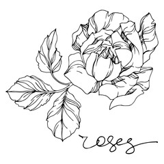 Vector rose floral botanical flowers. Black and white engraved ink art. Isolated roses illustration element.