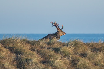 hirsch am meer