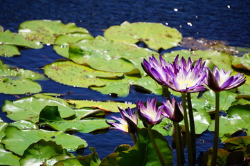 Lila Seerosen im See