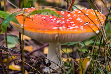 red toadstool in the woods