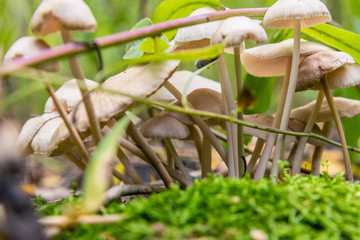 poisonous mushrooms in the woods