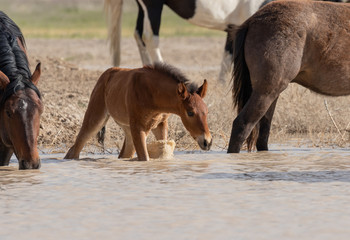 Obraz premium Wild horses Drinking at a Desert Waterhole in Utah