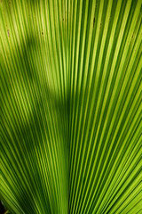 Palmenblatt von unten