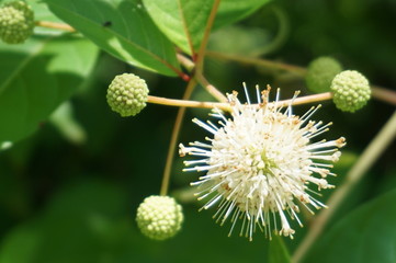 Au&szlig;ergew&ouml;hnliche Bl&uuml;te
