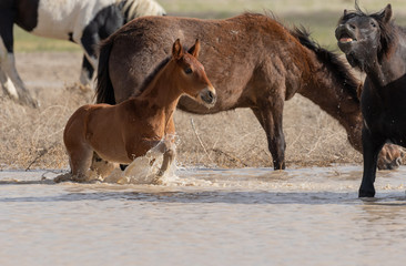 Wild horses Drinking at a Desert Waterhole in Utah