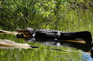 Aligator in Florida auf einem Stamm im See