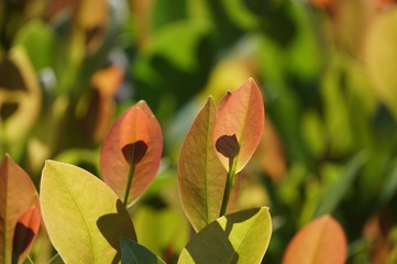 Farbige Bl&auml;tter im Herbst