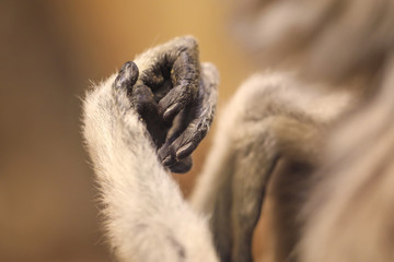 Obraz premium The hand of a Monkey