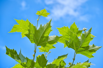 Maple tree leaves closeup on blue sky background.   