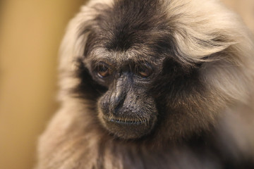 Monkey looking down