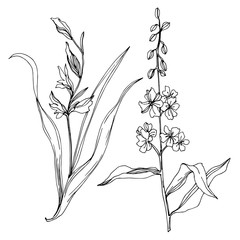Vector Wildflower floral botanical flowers. Black and white engraved ink art. Isolated flower illustration element.