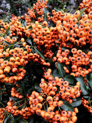 Autumn orange berries on tree branches background. Rowan tree backdrop, closeup of bright rowan berry.