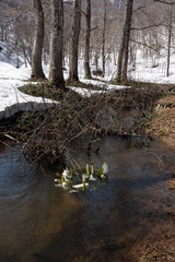 小川に咲く水芭蕉