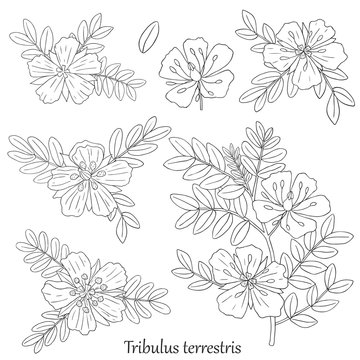 Medicinal herbs collection. Vector hand drawn illustration of a plant Tribulus Terrestris on a white backround