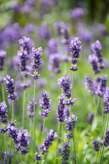 Detail of blossoming lavender flowers
