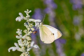 Beautiful European Cabbage White butterfly feeding on nectar of white wildflowers in garden on a sunny fall day