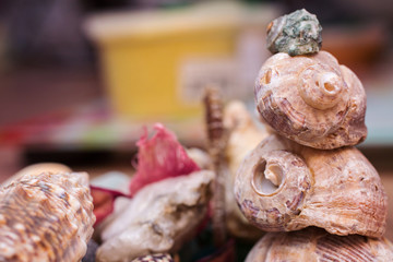 Sea shells of different sizes pyramid up