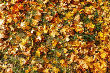 Colorful backround image of fallen autumn leaves perfect for seasonal use