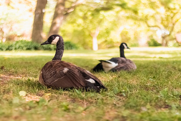 Patos sentados descansando en el césped