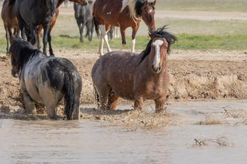 Wild horses Drinking at a Desert Waterhole in Utah